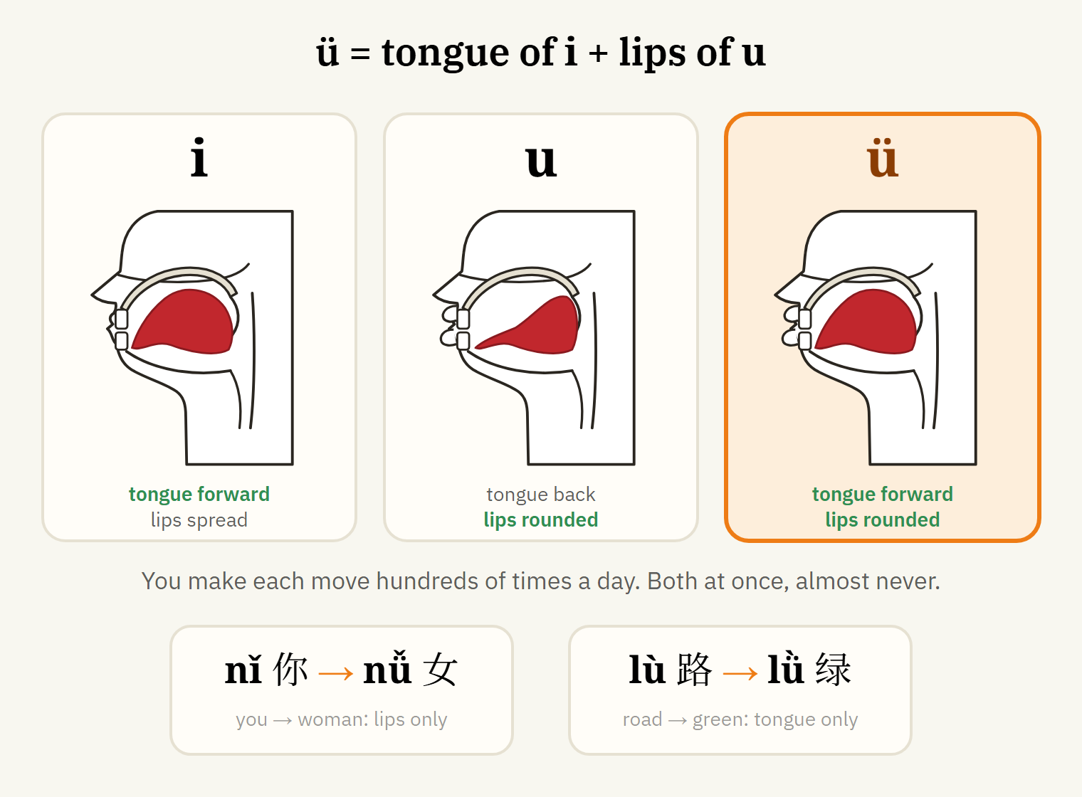 The sound ü: tongue positioned for i, lips rounded and pushed forward as for u