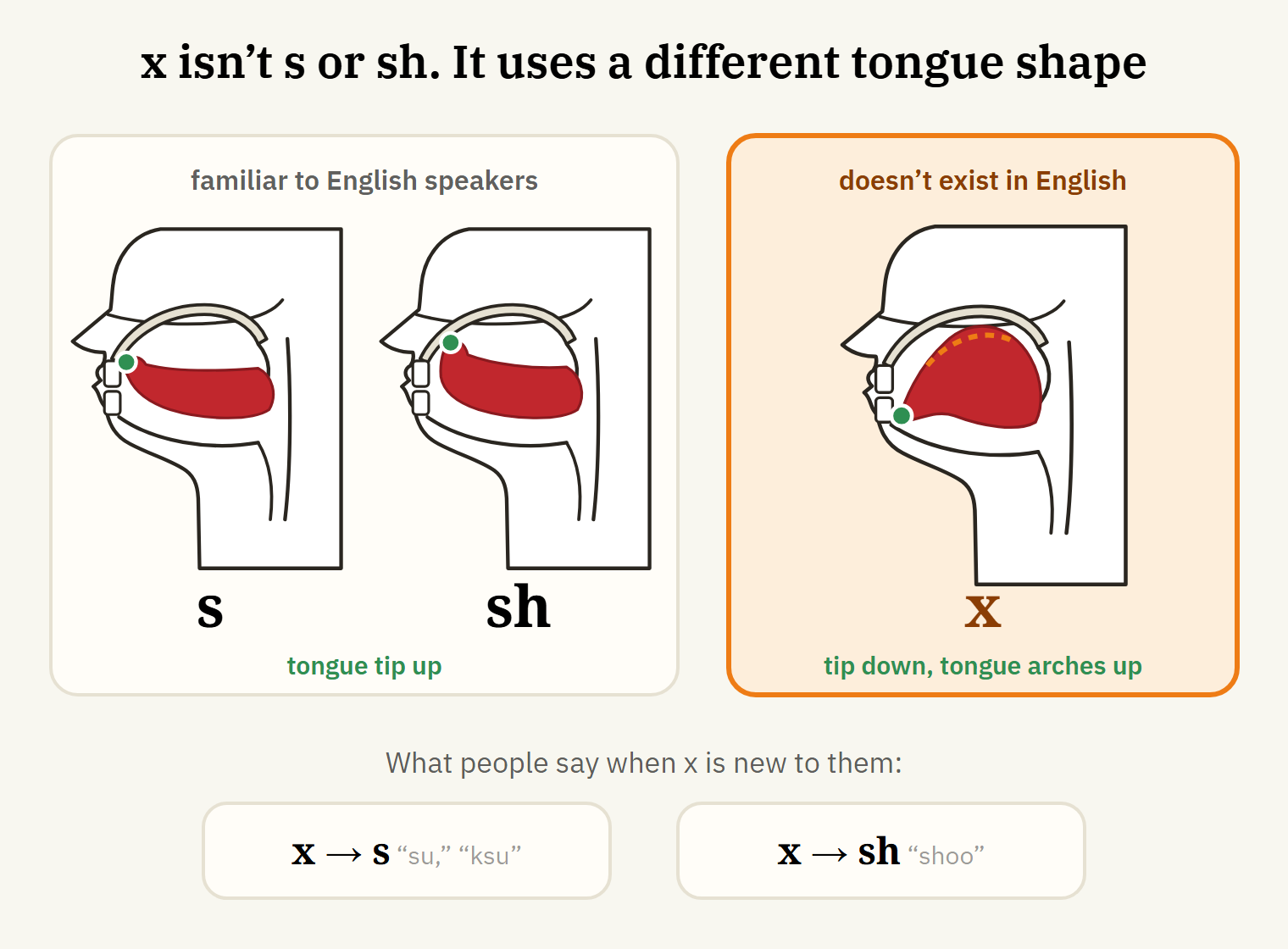 The sound x: the tip of the tongue is down, and the tongue arches up toward the roof of the mouth